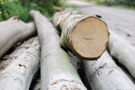 Staples used for wood logs. Accessories for securing wood in the forest. Season of the spring.の写真素材