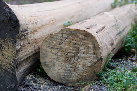 Sparked log of hardwood in the forest. Cut tree prepared for export from the forest. Season of the summer.の写真素材