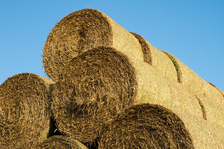 Sheaves of straw arranged in the field. Work done during harvest. Season of the summer