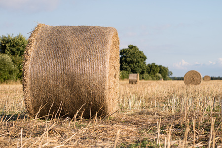 Sheaves of straw arranged in the field. Work done during harvest. Season of the summer