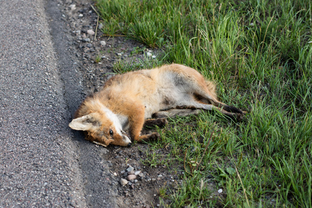 A fox killed by a car at an asphalt road. Dead forest animals by the roads. Season of the summer.の写真素材