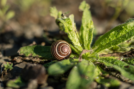 Snail shell on stony ground. Colorful shells of molluscs. Season of the summer.の写真素材