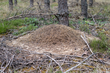 A large anthill in the coniferous forest. A mound of forest insects. Season of the summer.の写真素材