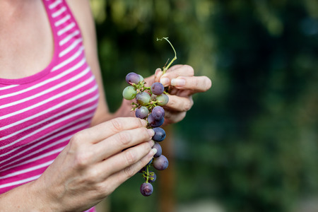 Tasty grapes in a woman's hand. Ripe fruits straight from the bush. Time of summer.の写真素材