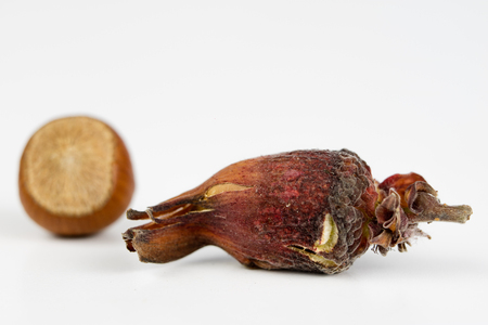 Hazelnuts in shell on a kitchen table. Hazel fruit as an addition to kitchen dishes. White background.の写真素材