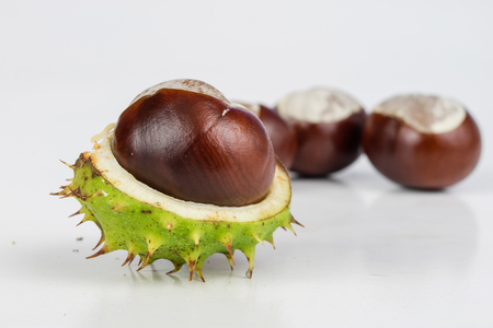 Ripe chestnuts in casings on a white table. Fruit of the tree - chestnut. White background.の写真素材