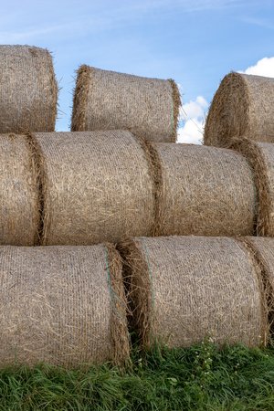 Straw in bales at an asphalt road in the countryside. Stacks of round bundles on the field. Season -...