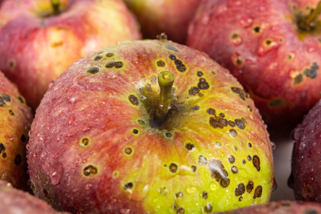 Tasty and ripe apple on the kitchen table. Sweet fruits from central europe. White background.の写真素材