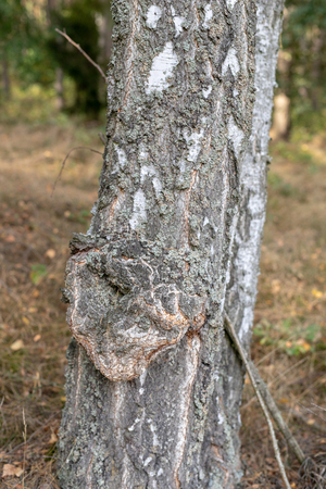 Bark on a healthy pine trunk. Pien tree growing in the forest area. Season of the autumn.の写真素材