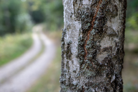 Bark on a healthy birch stump. Pien tree growing in the forest area. Season of the autumn.の写真素材