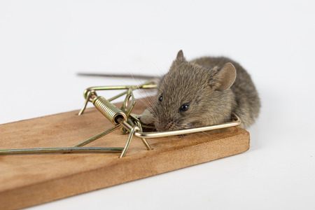 The mouse is caught on the mousetrap. Killing mice in households. Light background.の写真素材