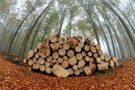 A pile of wood prepared for export from the forest. Fog in deciduous forest in the morning. Season...