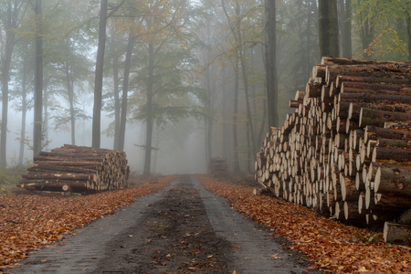 A local road in a deciduous misty forest. A pile of wood prepared for export from the forest. Season of the autumn.の写真素材