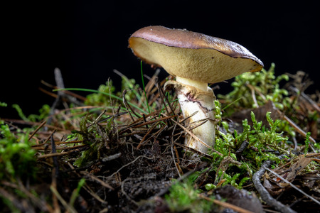Ripe tasty mushroom in the forest. Forest fruits on wet moss in a deciduous forest. Season of the autumn.の写真素材