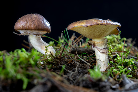 Ripe tasty mushroom in the forest. Forest fruits on wet moss in a deciduous forest. Season of the...