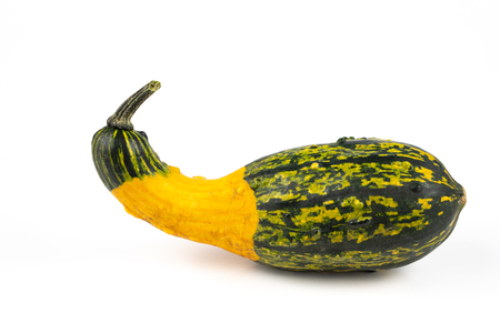 Decorative pumpkin on a white kitchen table. Fruit for halloween for decorations. Autumn background.の写真素材