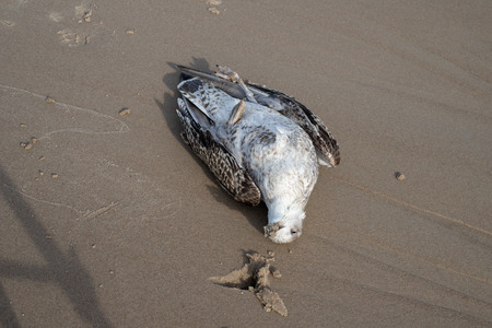 The seagull died on the sand of the sea beach. Coast in central europe. Season of the autumn.
