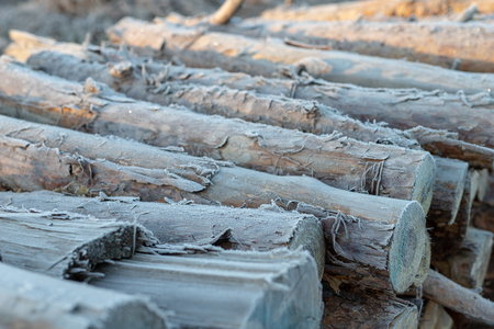 A pile of wood in a coniferous forest covered with frost. Storage of wood in forest area. Season winter.の写真素材