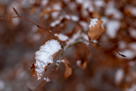Beech tree leaf covered with snow. Fresh snow on withered leaves. Season winter.の写真素材