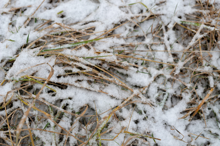 Grass covered with fresh snow. Withered grass in the forest. Winter scenery.の写真素材