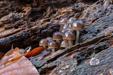 Poisonous mushrooms growing in moss on a tree trunk. Small mushrooms with gills on the background of moss in the forest. Season of the autumn.の写真素材