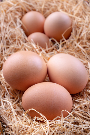Tasty eggs in a straw bedding. Fresh ingredients for homemade pastries. Dark background.