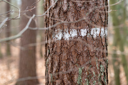 Markings on the bark of a coniferous tree in the forest. White line on the trunk of a tree. Season...