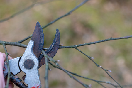 Pruning pruning branches for young trees. Spring works in the garden. Season of the spring.