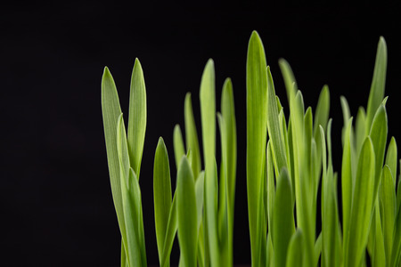 Fresh sprouts of cereals in a porcelain bowl. Young rye shoots bred at home. Dark background.の写真素材
