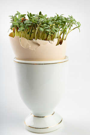Cress in a shell from an egg. Fresh sprouts for a festive Easter table. Light background.の写真素材