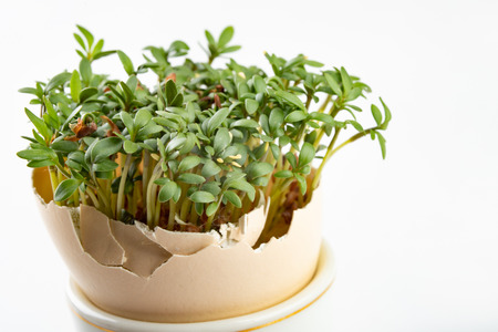 Cress in a shell from an egg. Fresh sprouts for a festive Easter table. Light background.の写真素材