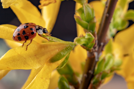 Ladybug on a twig of a fruit tree. A useful insect on a twig of a fruit tree in the garden. Dark background.の写真素材