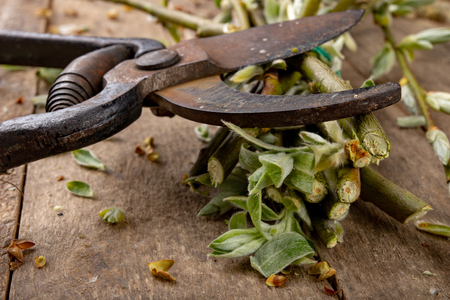 Pruning shears for cutting bushes and twigs of trees on a wooden table. Trimming bushes in the spring. Dark background.の写真素材