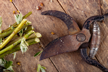Pruning shears for cutting bushes and twigs of trees on a wooden table. Trimming bushes in the spring. Dark background.の写真素材