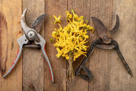 Pruner for cutting bushes and forsythia branches on a wooden table. Trimming bushes in the spring. Dark background.の写真素材