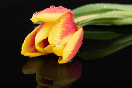 Wet tulip flower on a dark wet table. A bouquet of flowers with water. Dark background.の写真素材