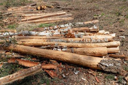 A pile of wood arranged along a forest road. Wood prepared for export. Season of the spring.