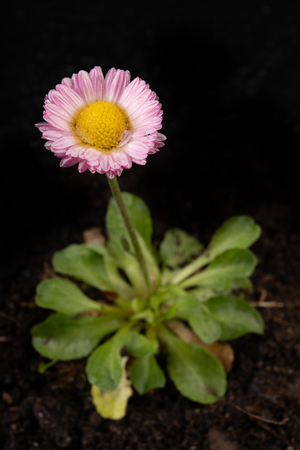 Colorful daisy with rain drops. Beautiful little flower in magnification. Dark background.の写真素材