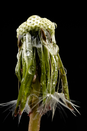 Seeds of a dandelion on a dark table. Dandelion with drops of water. Dark background.の写真素材