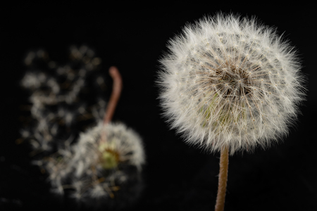 Seeds of a dandelion on a dark table. Dandelion with drops of water. Dark background.の写真素材