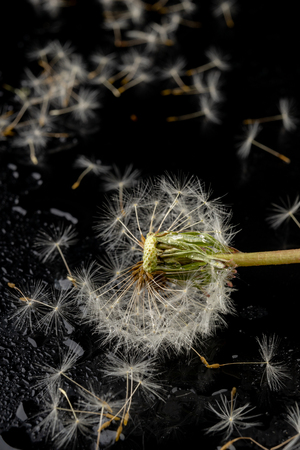 Seeds of a dandelion on a dark table. Dandelion with drops of water. Dark background.の写真素材