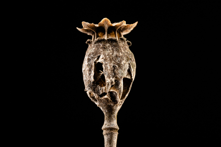 Dry damaged poppy heads. The poppy plant is dried up and destroyed by birds. Dark background.の写真素材
