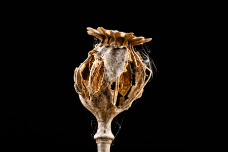 Dry damaged poppy heads. The poppy plant is dried up and destroyed by birds. Dark background.の写真素材