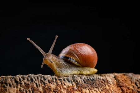 A small snail snail on a piece of wood. Slowly crawling snail with a house on the back. Dark...