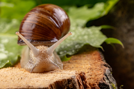 Helix pomatia on wet maple leaves. Snail on a forest path in the forest. Season of the spring.