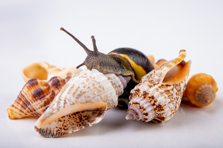 Live snail and empty mushes left on a light table. Snail in search of a new home. Autumn background.の写真素材