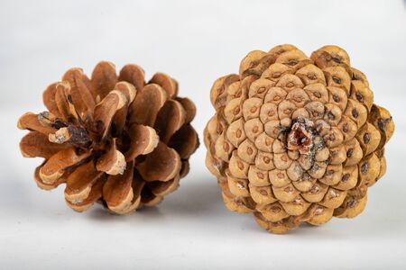 Black pine cone - Pinus nigra Arn. Cones that fell to the ground from a tree on a white table. Light...