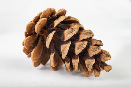 Black pine cone - Pinus nigra Arn. Cones that fell to the ground from a tree on a white table. Light...