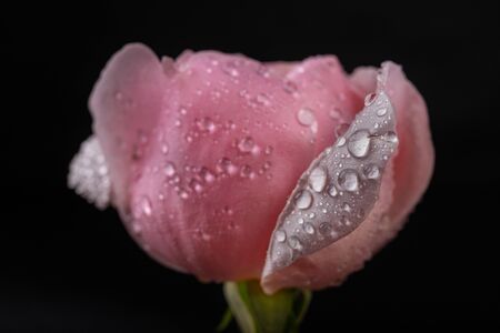 A beautiful rose with drops of water on the petals. Flower from the home garden on a dark table. A dark background.の写真素材