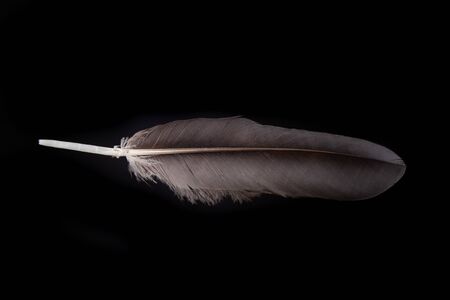 Black feather of a bird's duck. A feather of a bird living in urban areas. Dark background.の写真素材